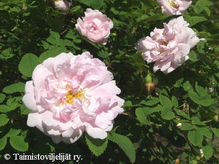 Rosa Pimpinellifolia-Ryhmä 'Ruskela'
